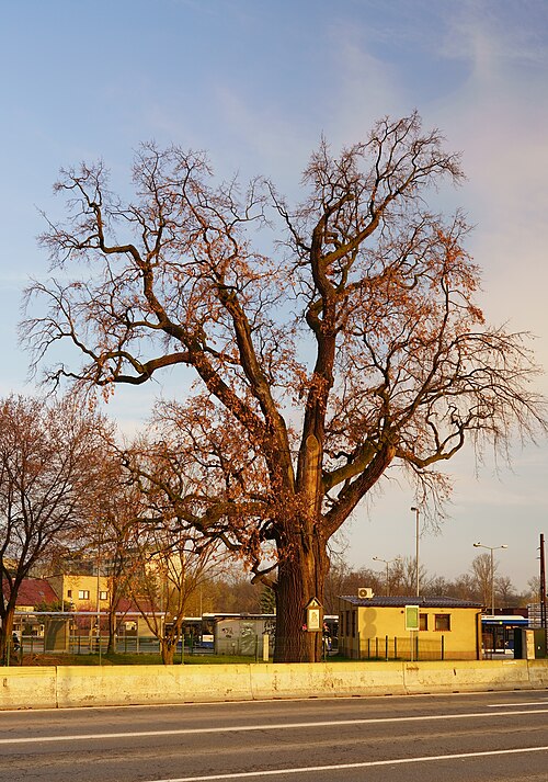 The Henryk Oak