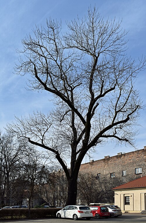 The Straszewskiego Ash