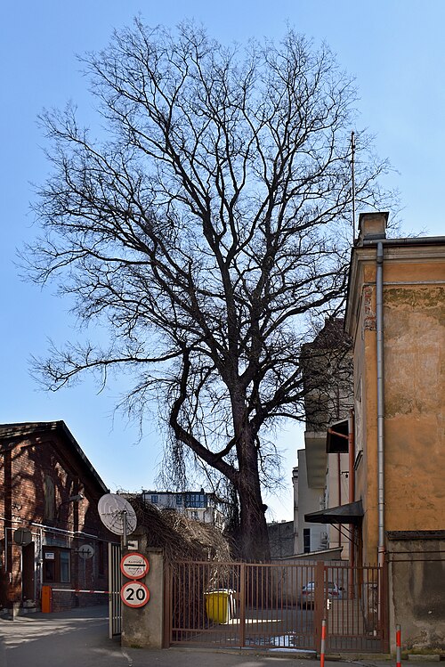 The Karmelicka Elm