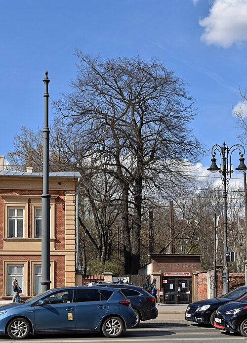 The Pilsudskiego Lime