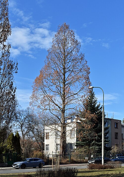 The Beliny-Prazmowskiego Dawn Redwood