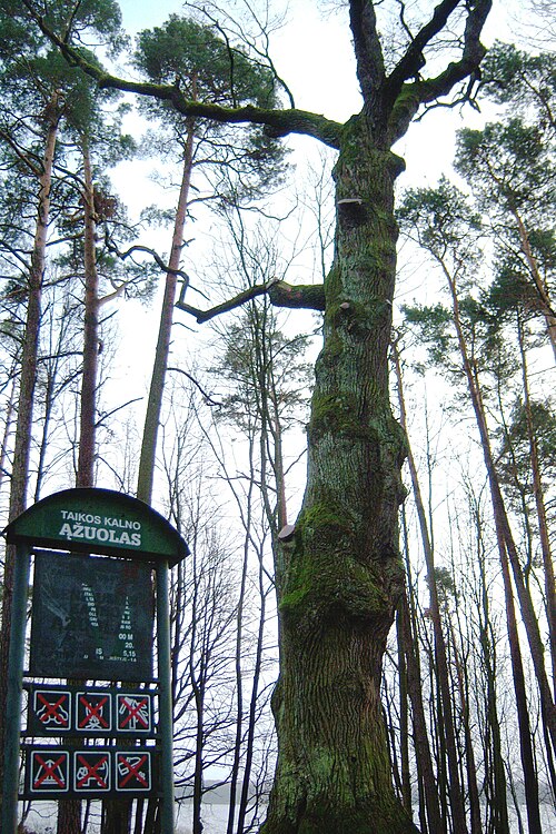 Peace Hill Oak