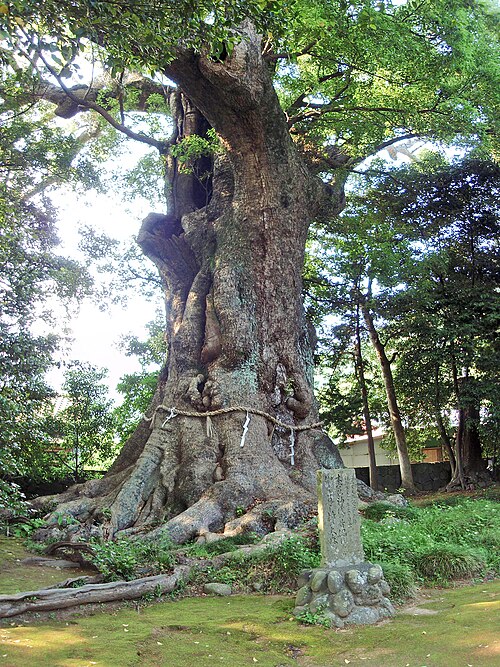 The Great Camphor of Sugihokowakenomikoto Shrine