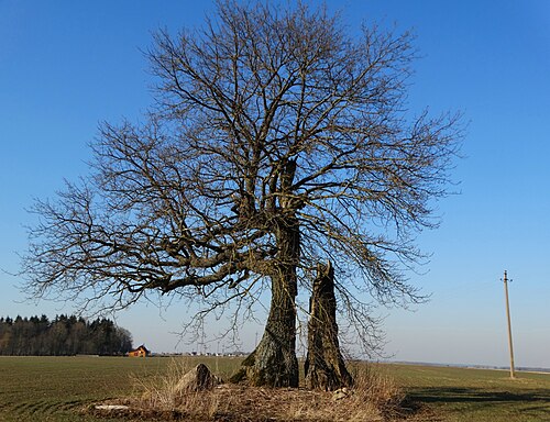 Kybarčiai Oak