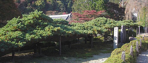 The Reclining Dragon Pine