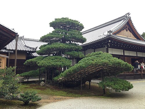 The Land Boat Pine