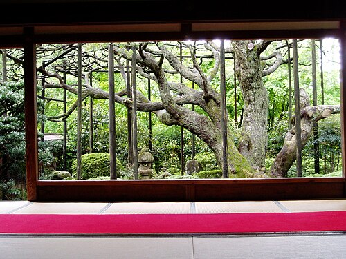 The Five-Needle Pine of Hosen-in