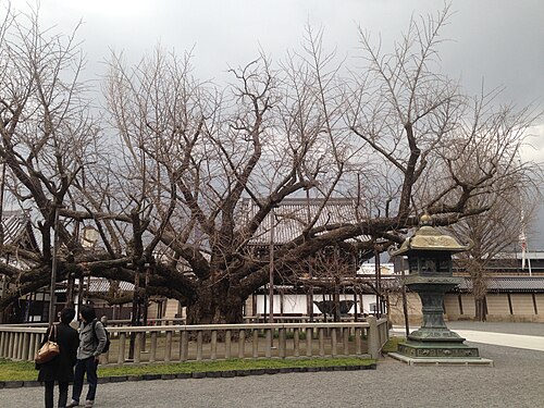 西本願寺の逆さ銀杏