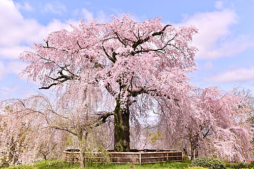 The Weeping Cherry of Gion