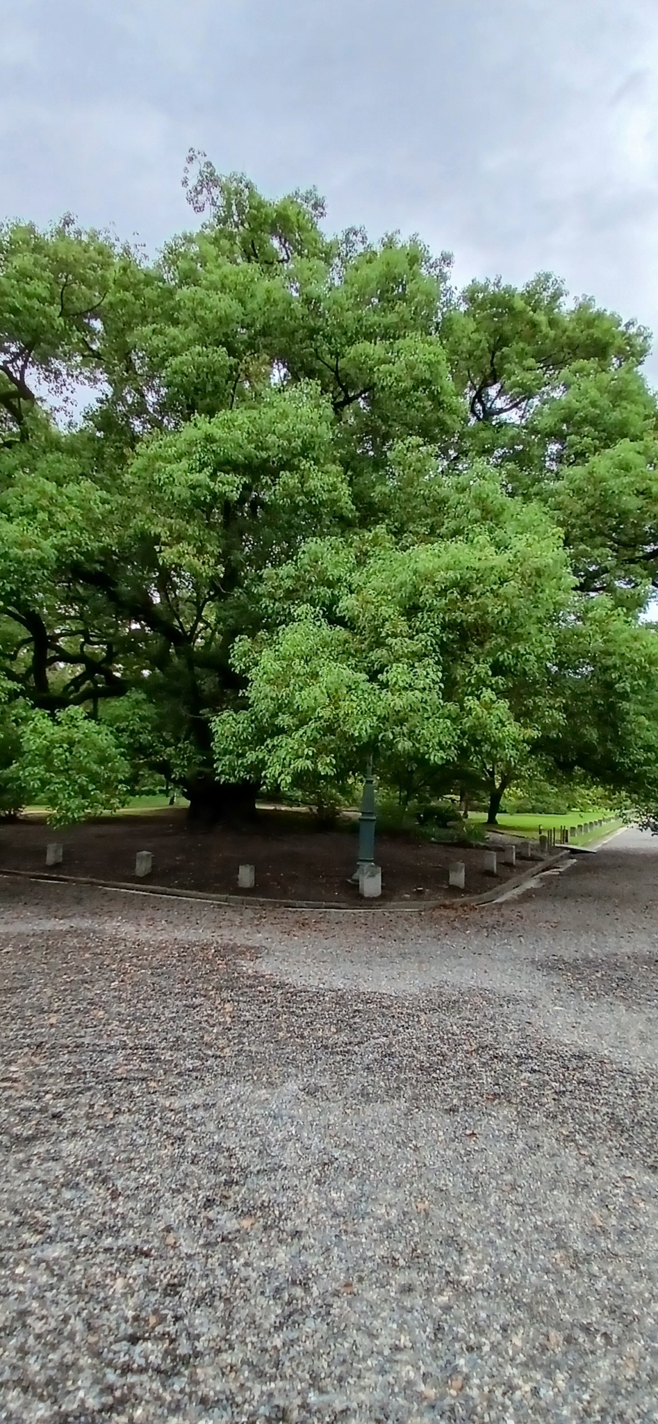 宗像神社の大楠（京都御苑）