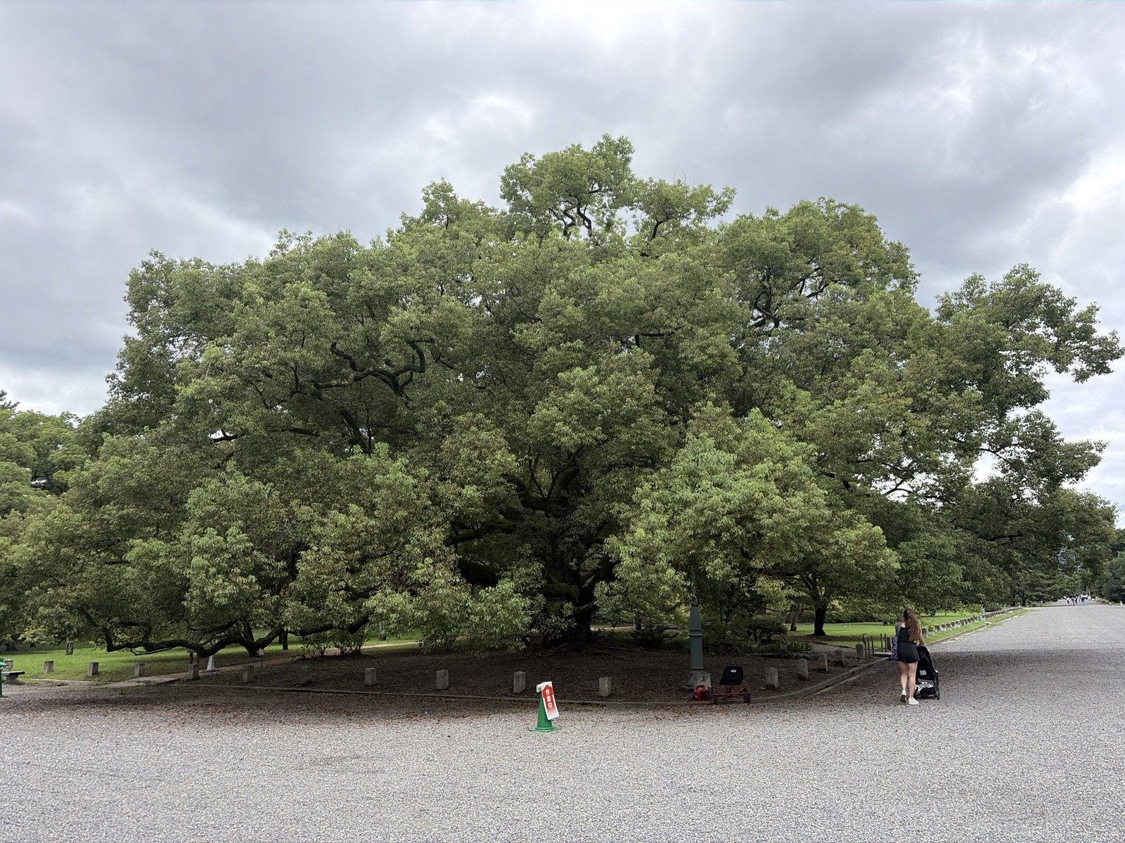 The Camphor of Munakata Shrine