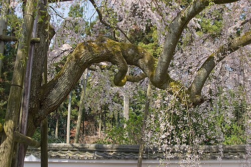 The Taiko Weeping Cherry of Daigo-ji