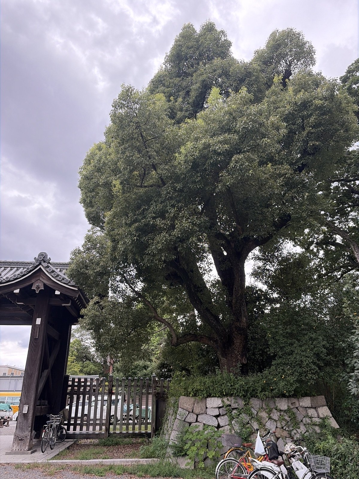 Camphor of Shimodachiuri Gate, Kyoto Gyoen