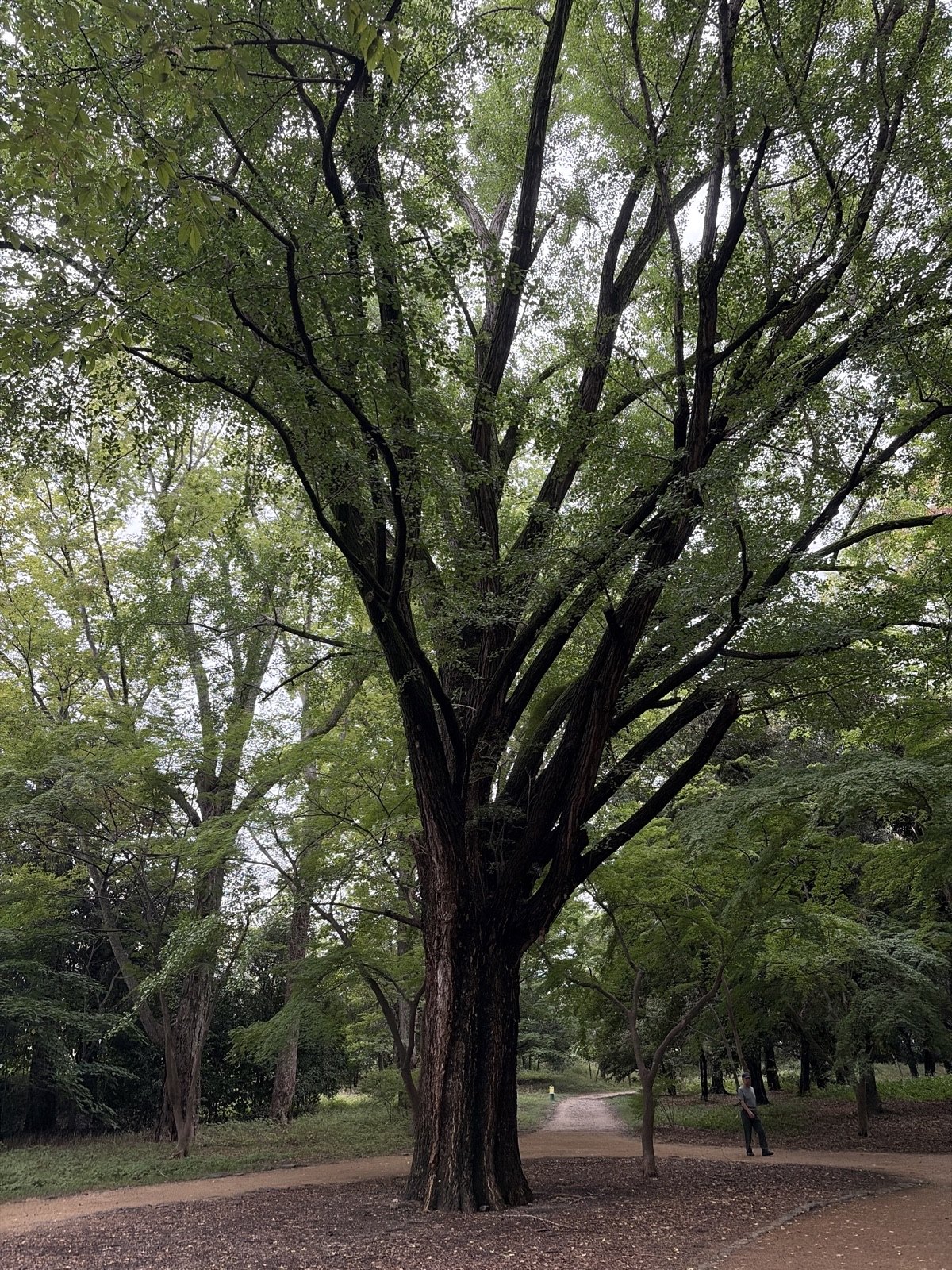 Ginkgo of Inui Gate, Kyoto Gyoen