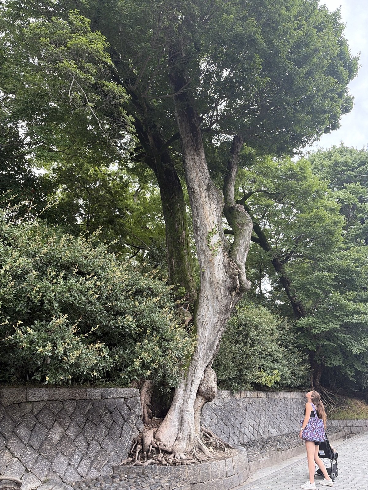 The Twisted Muku of Omiya Gate, Kyoto Gyoen