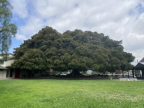 The Moreton Bay Fig at St. Johns Presbyterian Church