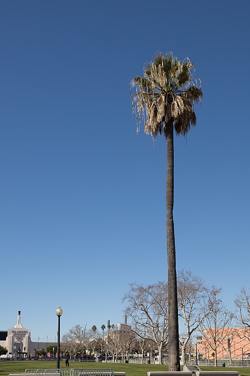 The Oldest Palm Tree in Los Angeles