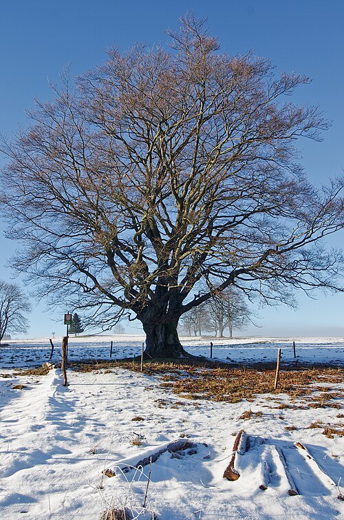 Pastýřský buk (Shepherd's Beech)