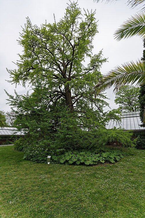 The Ginkgo of the Hortus
