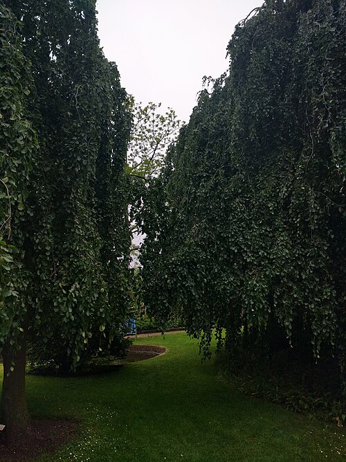 The Weeping Beech of the Hortus