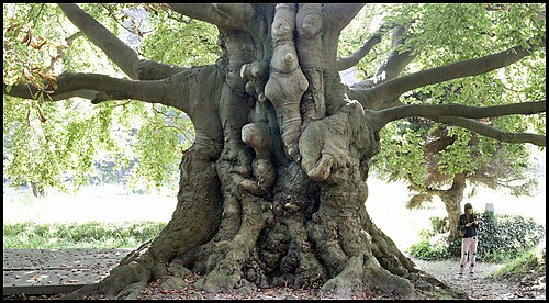 The Groenesteeg Beech