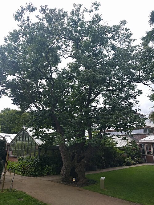 The Date-plum of the Hortus