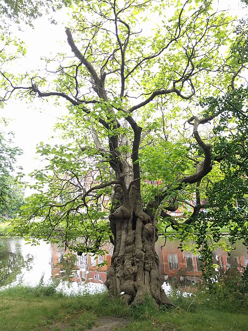 The Leaning Catalpa of the Hortus