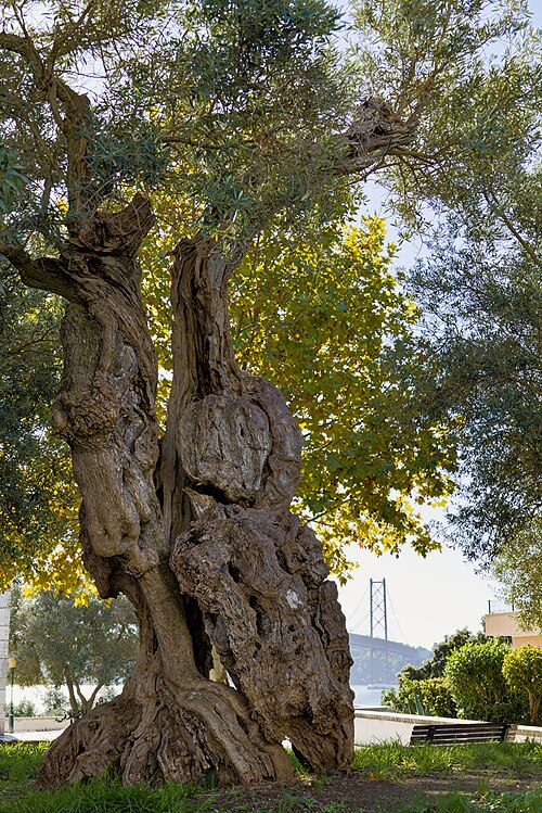 As Oliveiras de Santo Amaro