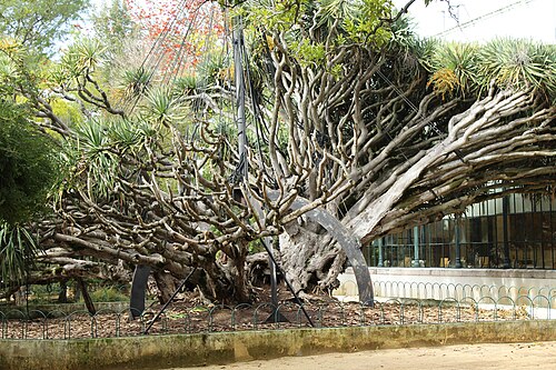 The Ajuda Dragon Tree