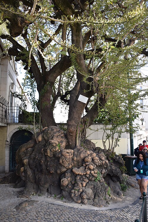 The Ombú of Largo do Limoeiro