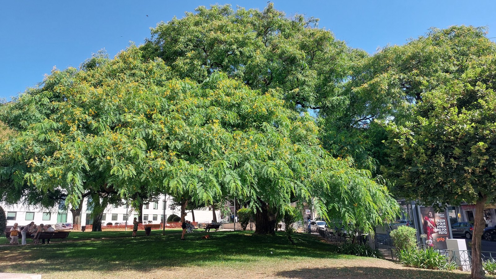 The Tipu of Jardim de São Bento