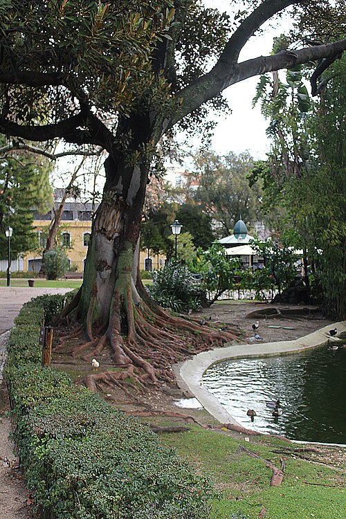 A Figueira do Jardim da Estrela