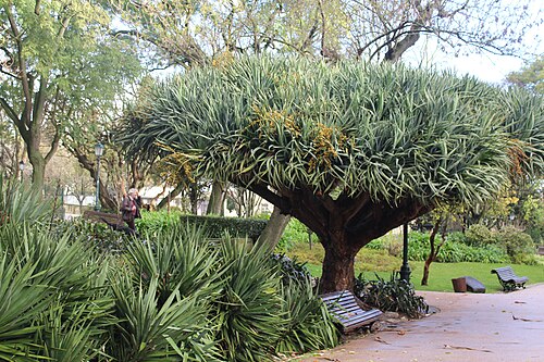 The Dragon Tree of the Estrela Garden