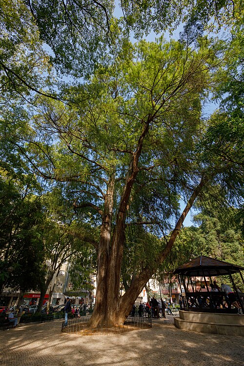 The Taxodium of the Jardim da Parada