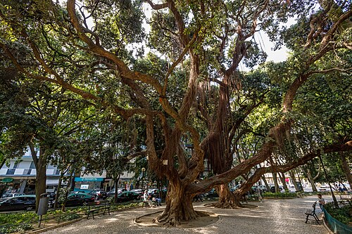 The Pohutukawa of the Jardim da Parada