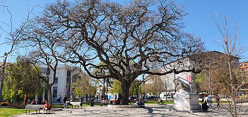 The Tipuana of Jardim Roque Gameiro