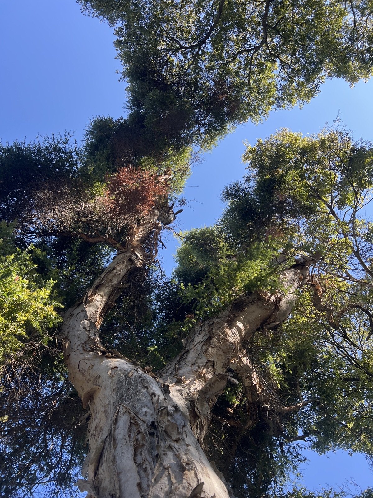 The Paperbark of Jardim Constantino