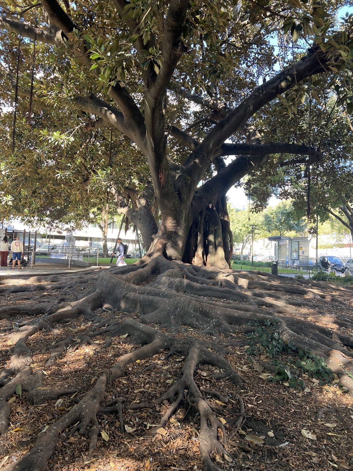 The Moreton Bay Fig of Jardim Constantino
