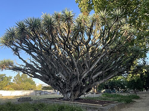 The Dragon Tree of Quinta Conde dos Arcos