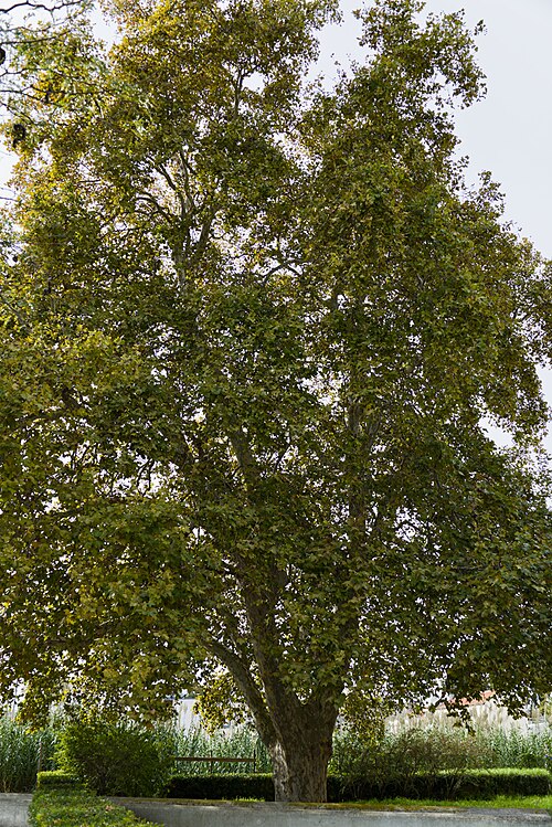The Plane Tree of Travessa do Arco da Torre