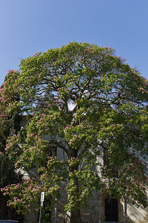 The Paineira of Rua dos Jerónimos