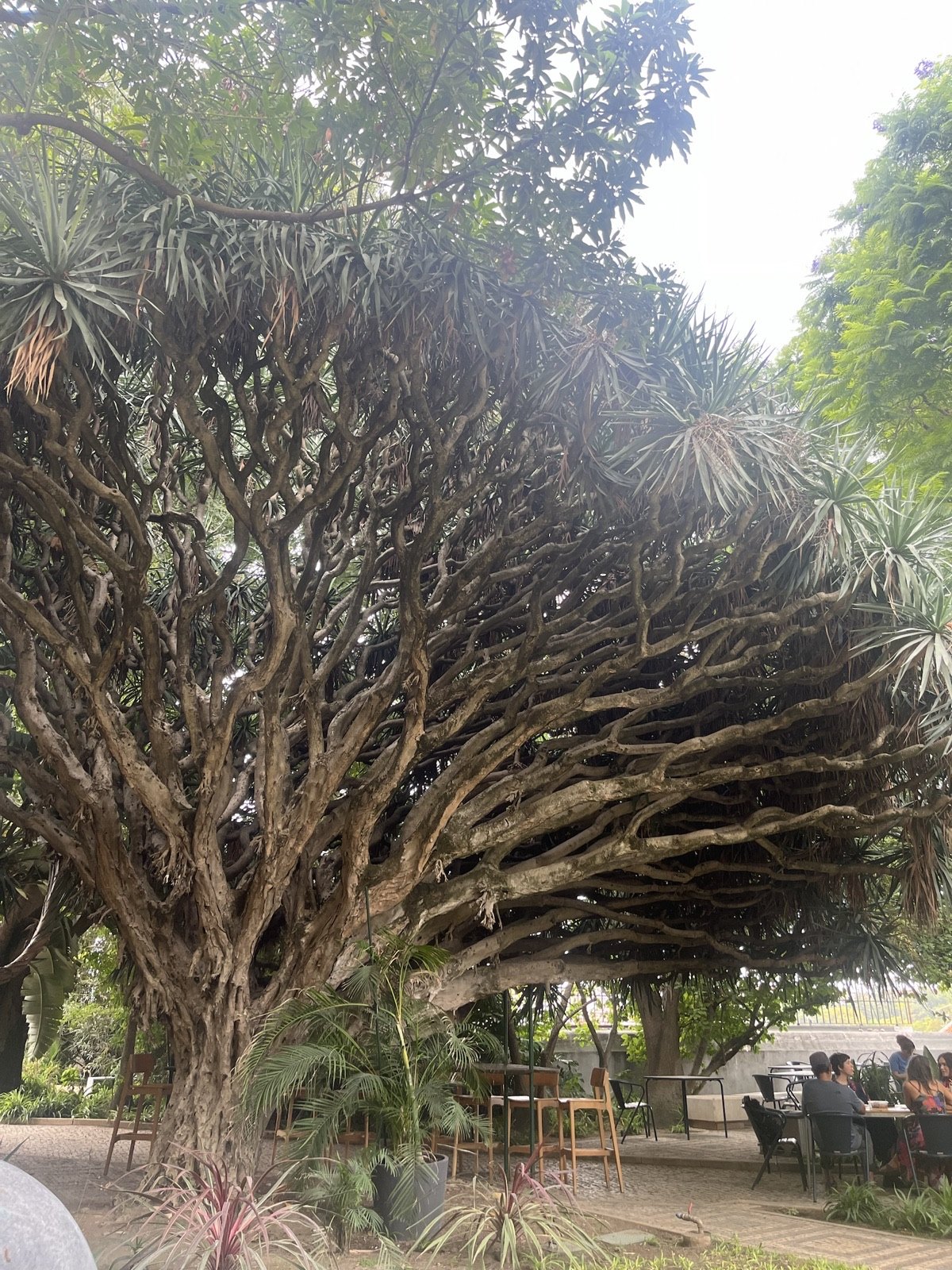 The Dragon Tree of the Goethe-Institut Garden