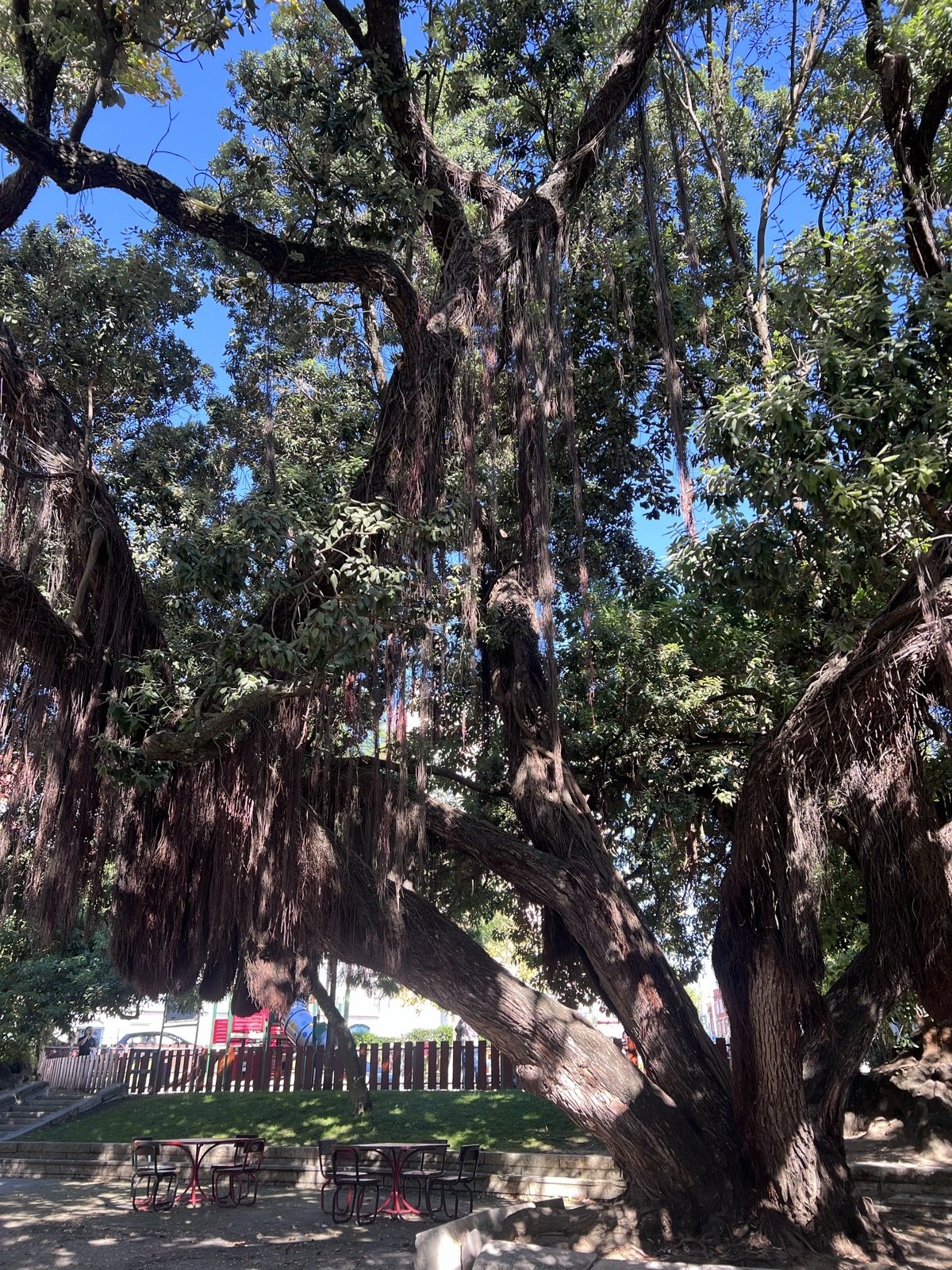 The Pohutukawa of Campo Santana