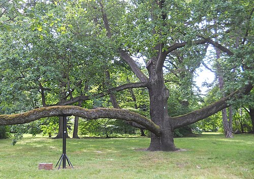 Dąb Fabrykant (the Factory Owner's Oak, also called Jagosz)