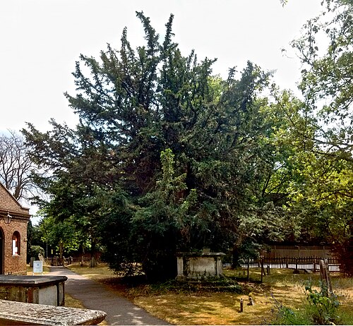 The Totteridge Yew