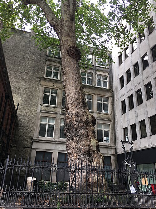 The Cheapside Plane