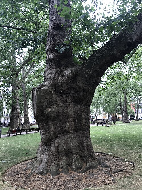 The Berkeley Square Plane