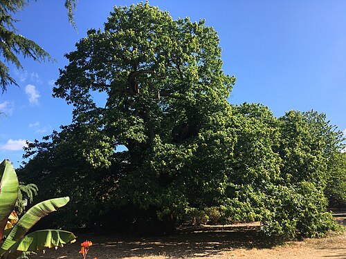 The Sweet Chestnut of Greenwich Park