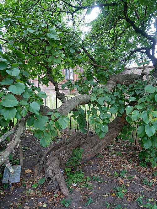 The Mulberry of Charlton House
