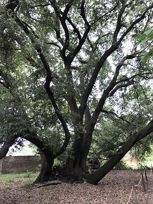 The Fulham Palace Oak